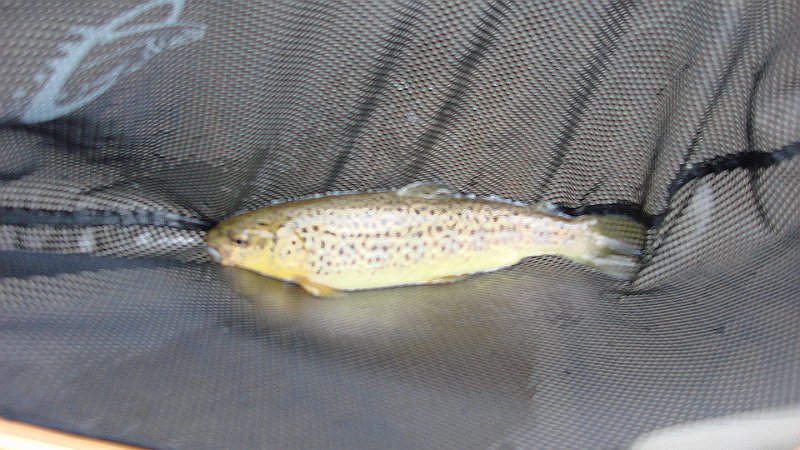 Another Brown.JPG